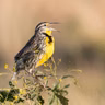 Spark Bird: Jay Inslee and the Western Meadowlark