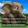 There's a Nine-Year-Old Elephant on Your Tennis Courts