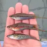 Florida's natural aquatic environments & aquaculture with Angela Collins and Eric Cassiano