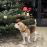 Dogs with Jobs Christmas Special 2025