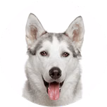 FurVibesFM