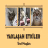 Yakın Gelecekte Sizi Hangi Uyarılar Ve Müjdeler Bekliyor?Tarot Destesi Seç 🔮🐈