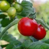 Y hoy al tomate