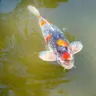 Die Tierdocs: Koi blubbert ständig