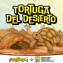 Tortuga del Desierto: sobrevivir en el desierto más caliente de América