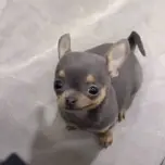 Pelados H