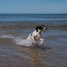 Should dogs be banned from beaches?
