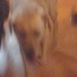 106.3 THE DOG