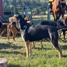 Romance and the Wessex Bloodhounds