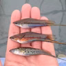 Florida's natural aquatic environments & aquaculture with Angela Collins and Eric Cassiano