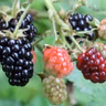 Pruning Blackberries