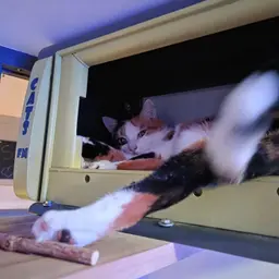 Un hôtel cinq étoiles pour chats à Arnheim