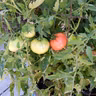 Dealing with Tomato Blossom End Rot