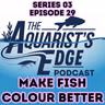 How to Actually Improve Fish Colour (Diet Isn't the Whole Story)