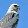 Mississippi Kites