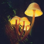 Shroom Talk