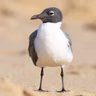 Birding 101: Where to Find Birds