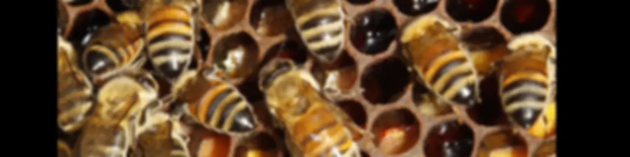 Hive Ulverstone Volunteer Sessions talk with Martin George