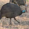 Helmeted Guineafowl Sound the Alarm