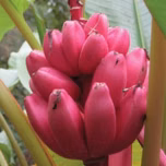 Pink Banana