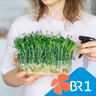 Podcast Besser Leben: Vitamine von der Fensterbank - Wie gesund sind Microgreens?