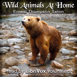 Wild Animals At Home