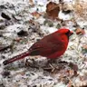 S1E20 - The Spark Bird Project
