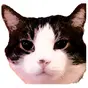 Kmeo The Meow