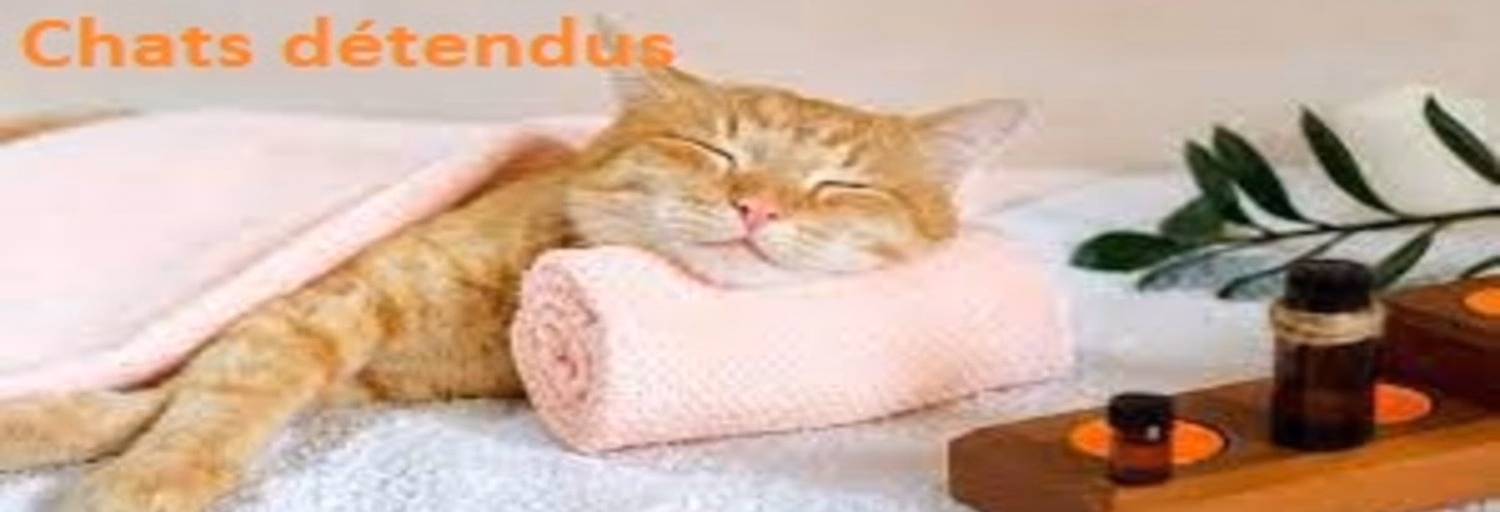 Gatos Relaxados
