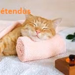 Gatos Relaxados