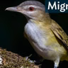 Migrations: You're Going the Wrong Way!