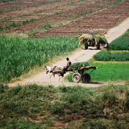 S7 Ep34: Why farmers struggle to adopt new agricultural technology