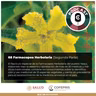 68 Farmacopea Herbolaria: Pueblo Yaqui (Parte 2)