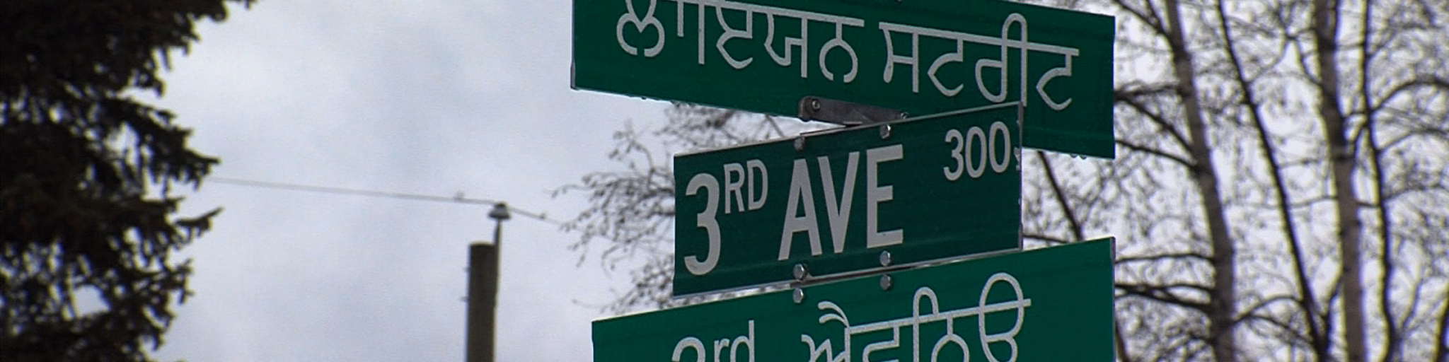 Desi Roots 604