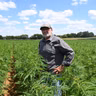 How Hemp-THC businesses are bracing for a near total ban