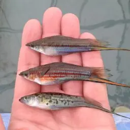 Florida's natural aquatic environments & aquaculture with Angela Collins and Eric Cassiano