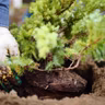 Plant trees before the freeze and 'cook' the soil to get rid of jumping worms