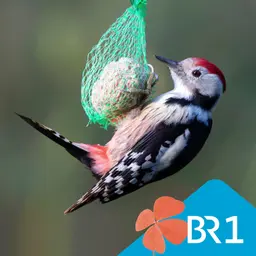Besser leben - Sommerfütterung der Gartenvögel: sinnvoll oder überflüssig?