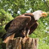 Die Tierdocs: angriffslustiger Adler