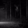 NO DIGAS SU NOMBRE: Encuentros aterradores con skinwalkers Vol. 13